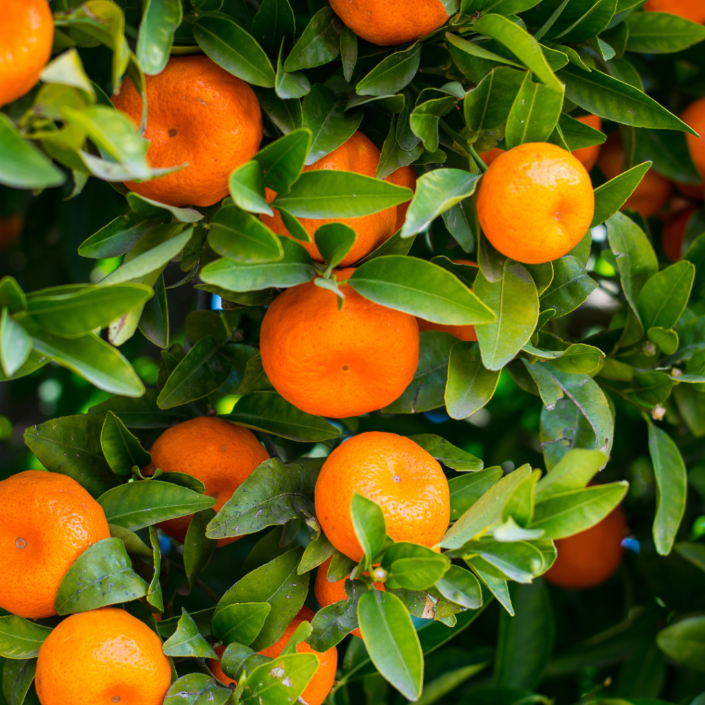 How to grow your own orange tree