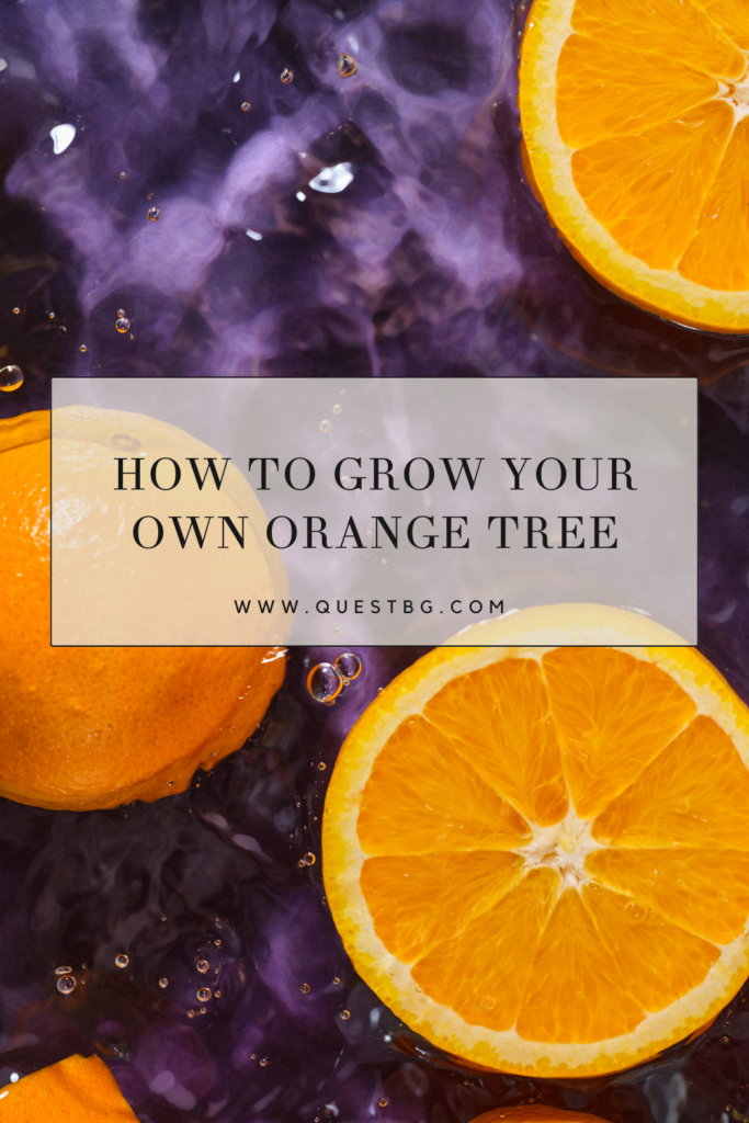 How to grow your own orange tree