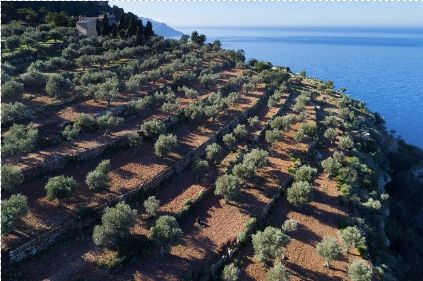 A Summer Vacation in the Land of Olive Trees